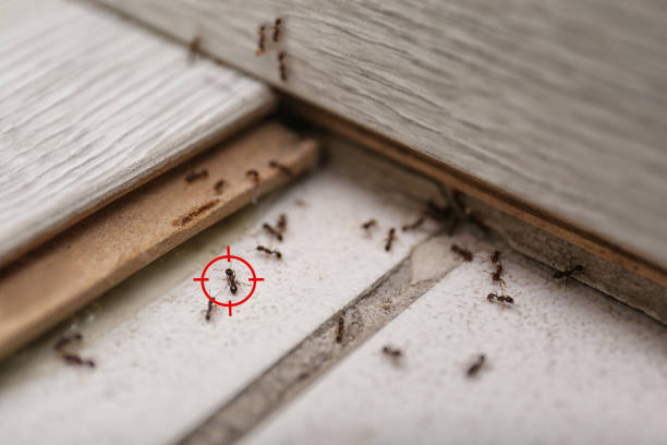 Best Pest Prevention Services  in Fairland, MD