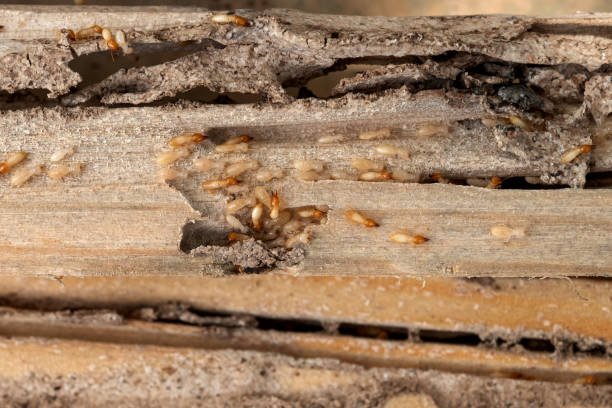 Best Flea Control Services  in Fairland, MD